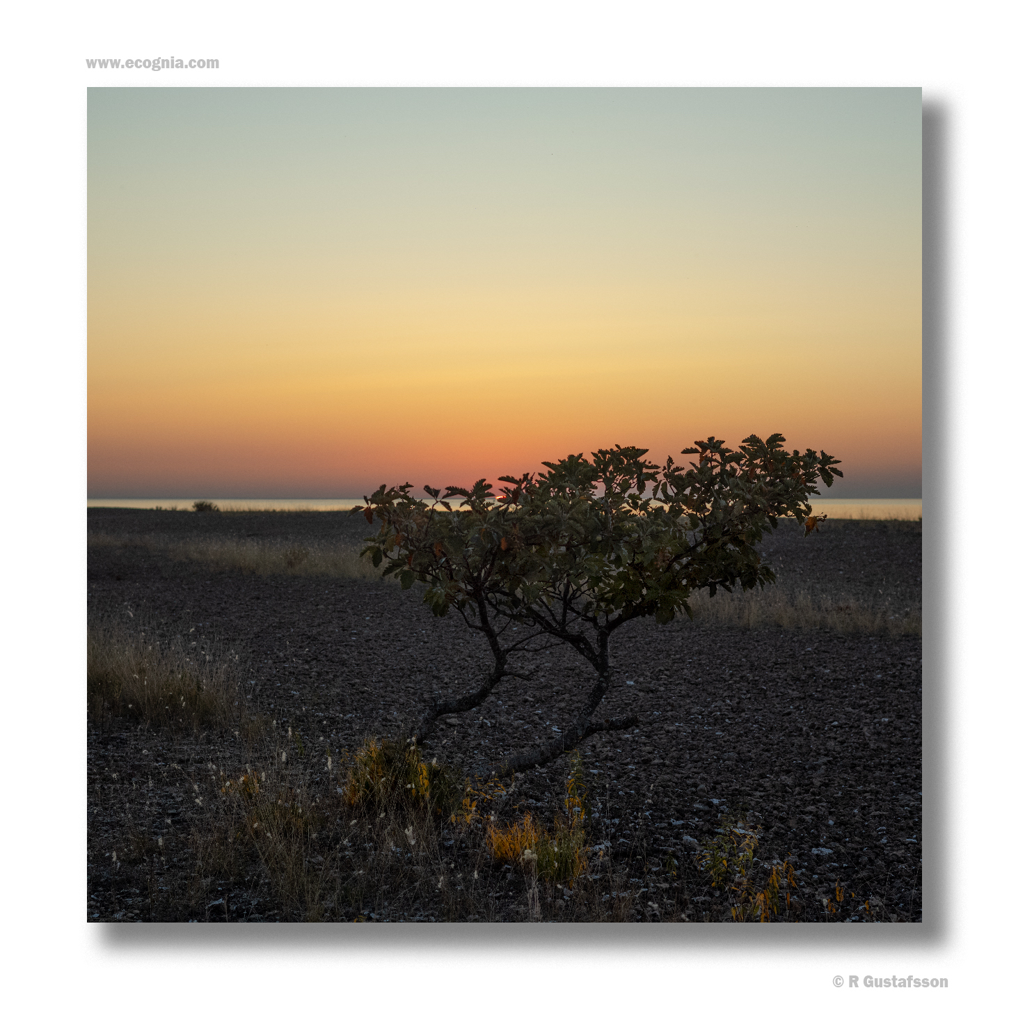 Öland_24_9.jpg
