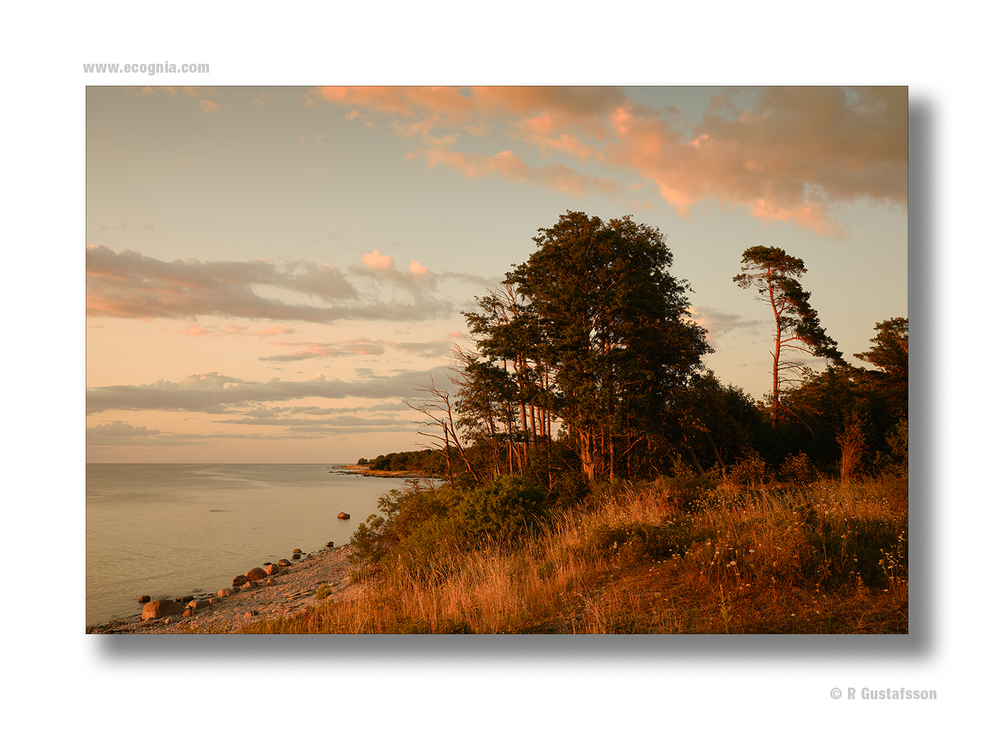 Öland_2020_5.jpg