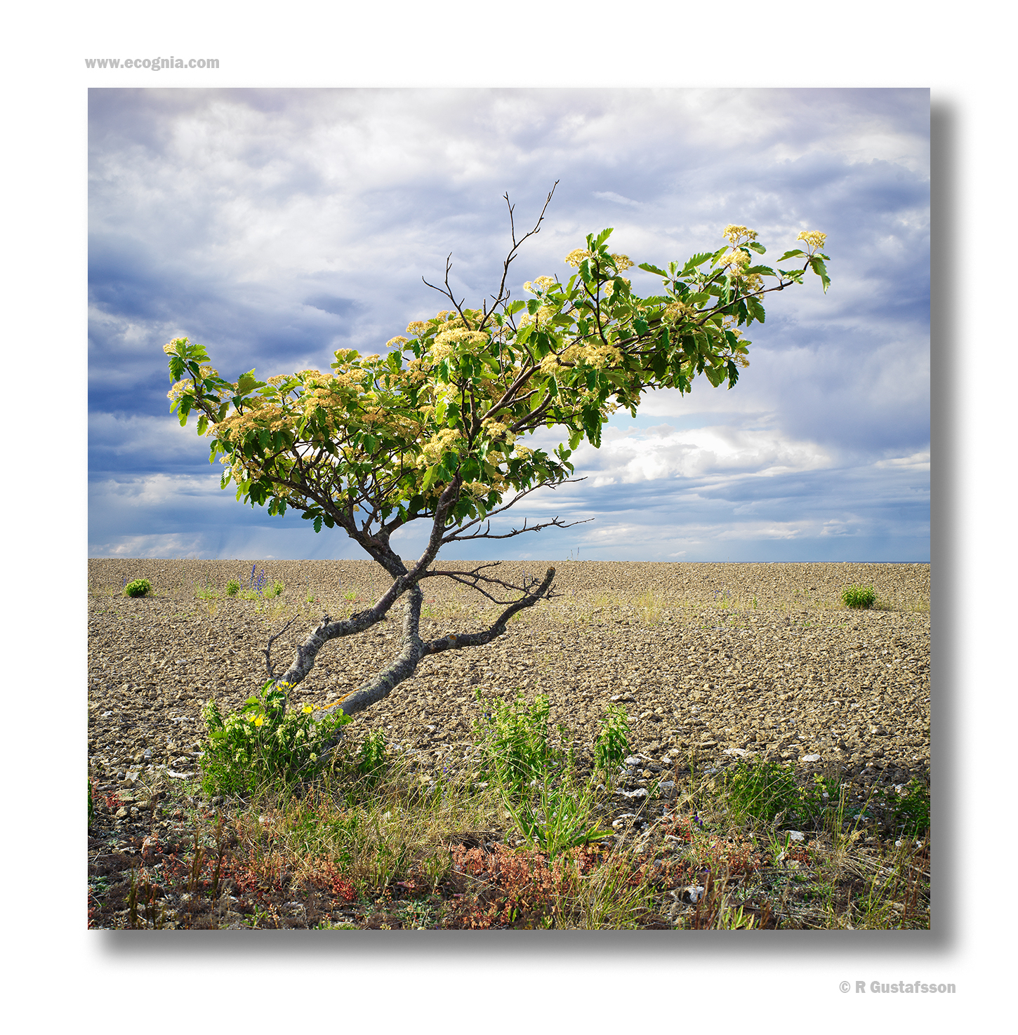 Öland_22_02.jpg