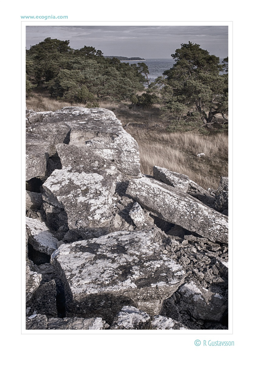 Gotland_4_.jpg