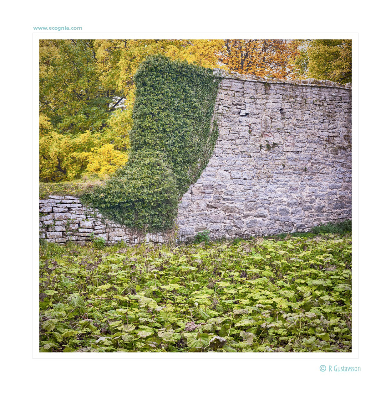 Gotland_13_.jpg