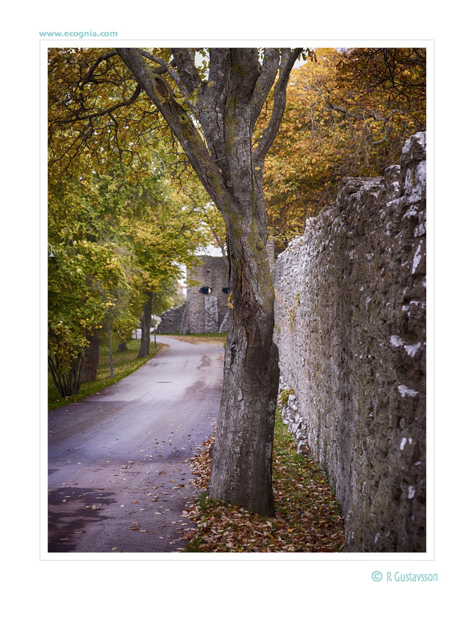 Gotland_15_.jpg