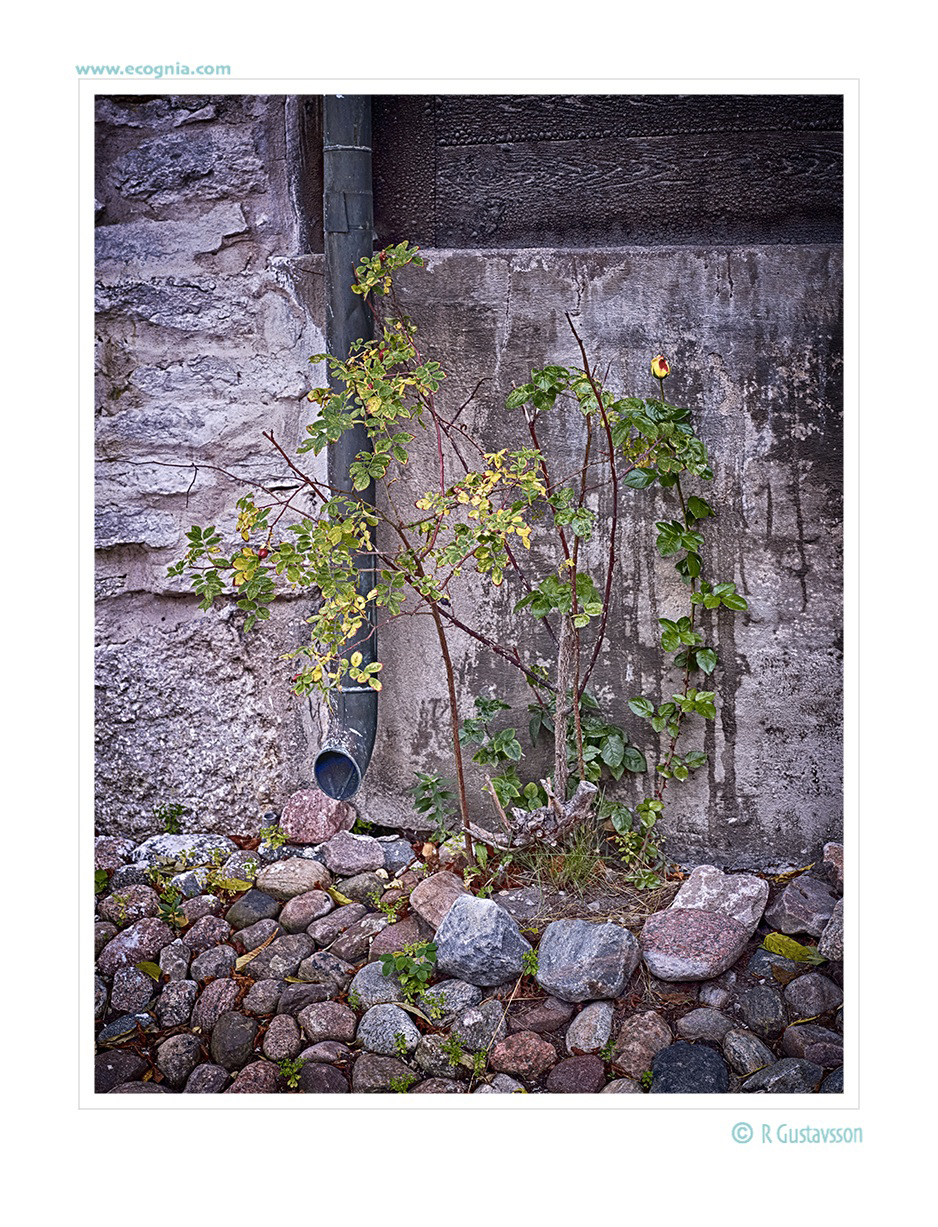 Gotland_16_.jpg