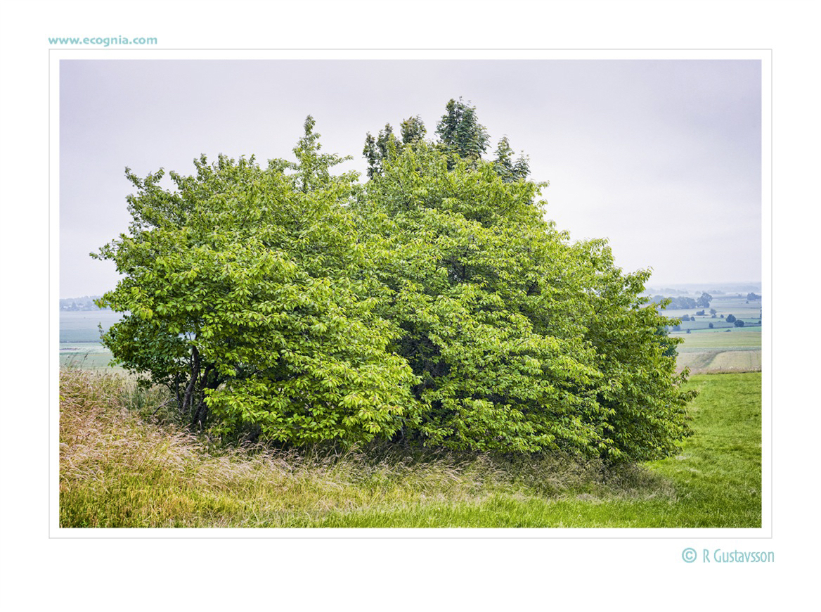 omberg_23b_.jpg