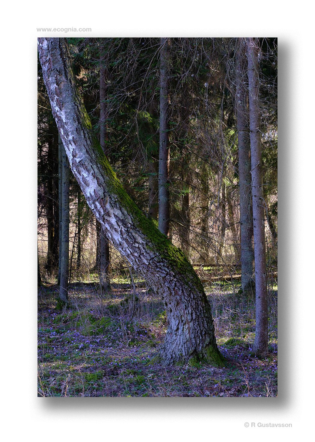 Omberg_57_.jpg